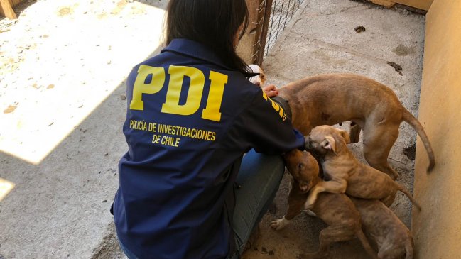 Tocopilla: Rescatan nueve perros en deplorable estado de salud
