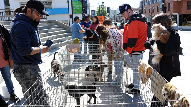 Punta Arenas: Con éxito se desarrolló jornada de adopción de canes