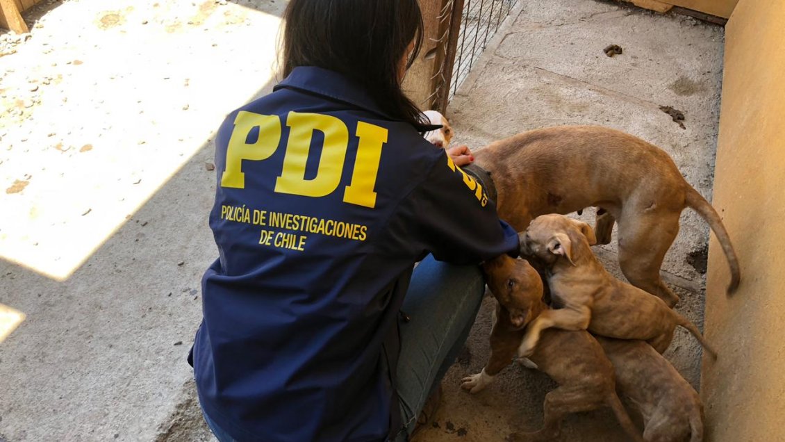 Tocopilla: Rescatan nueve perros en deplorable estado de salud