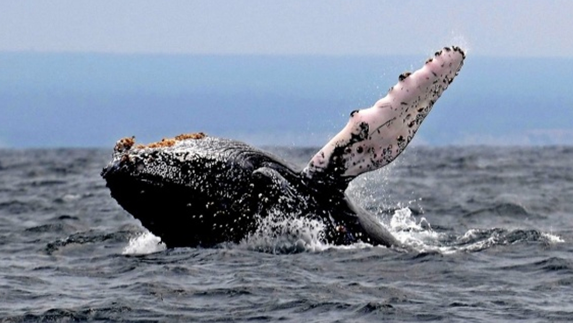 Japón reanudó su caza de ballenas pese a la suspensión ordenada por La Haya