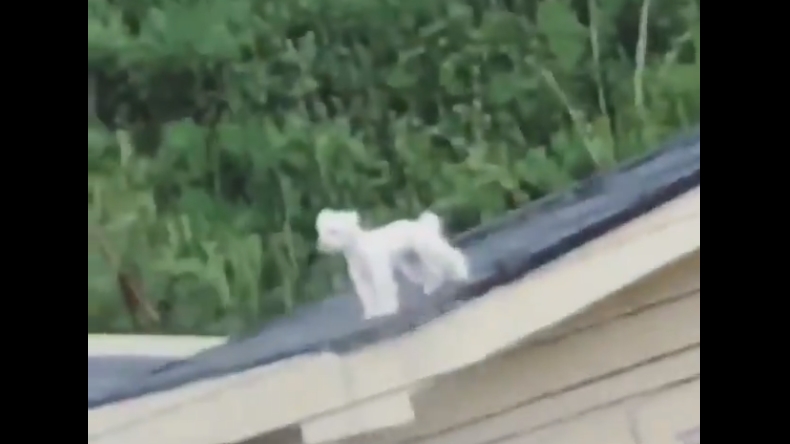 Registro de un perro en el techo se viralizó por la risa de la que grababa