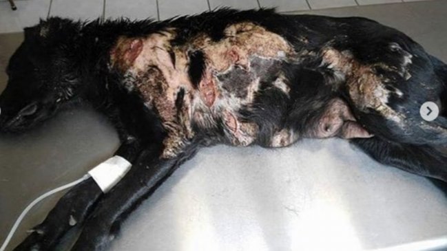 Maltrato animal extremo en La Serena: Perrita fue apuñalada y quemada