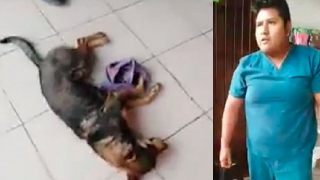 Denuncian que veterinario se negó a atender a perrito herido porque nadie le pagó