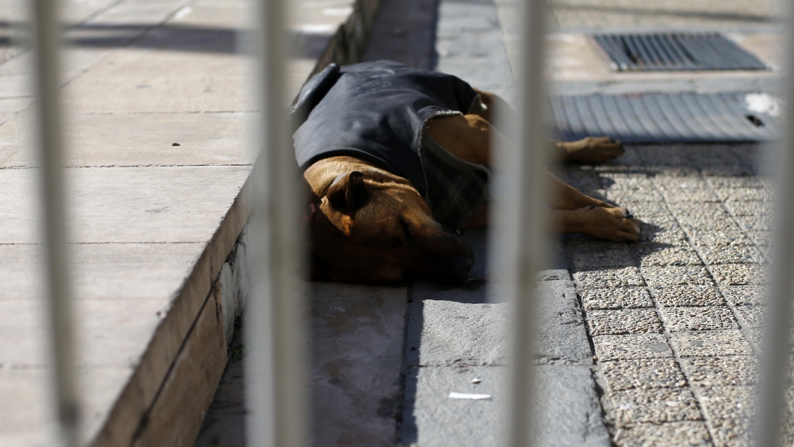 Sujeto será formalizado por grave caso de maltrato contra una perrita en Calbuco