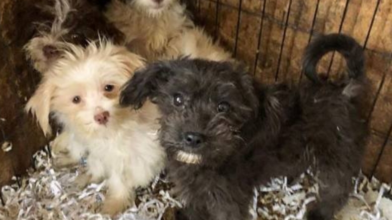 Mujer tenía cadáveres de más de 40 perros en su casa