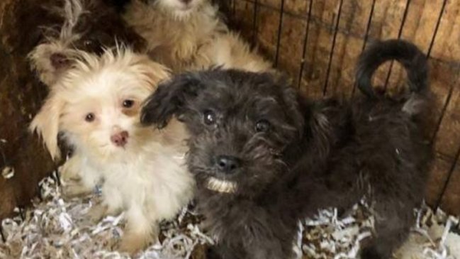 Mujer tenía cadáveres de más de 40 perros en su casa