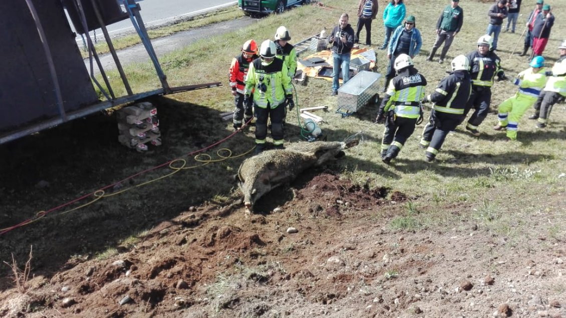 Puerto Montt: Camión de transporte de ganado volcó a un costado de la carretera