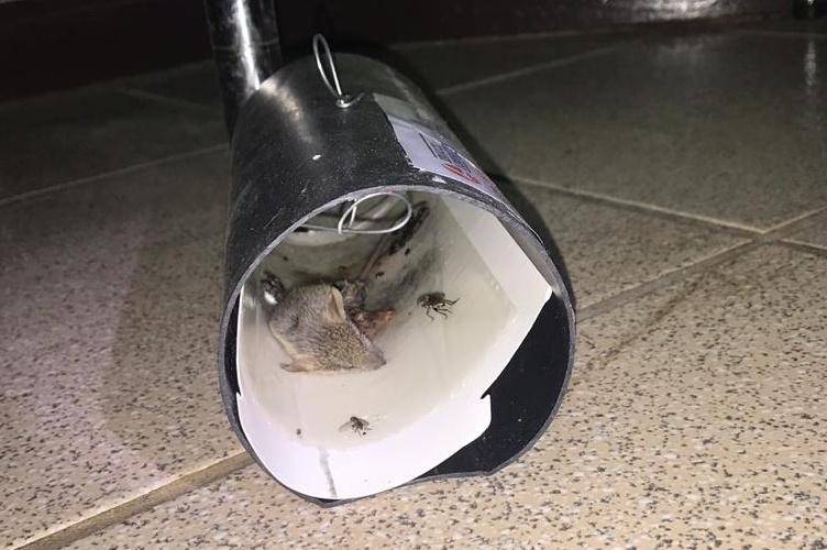 Detectaron fecas y orina de ratones en liceo de Iquique