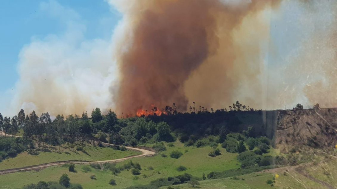 Incendio forestal afecta a Hacienda Topocalma en Litueche