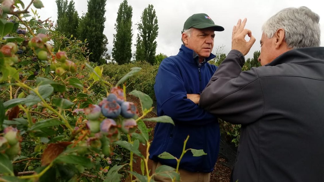 Ministro de Agricultura revisó estado de siembras de arándanos en El Maule tras granizada