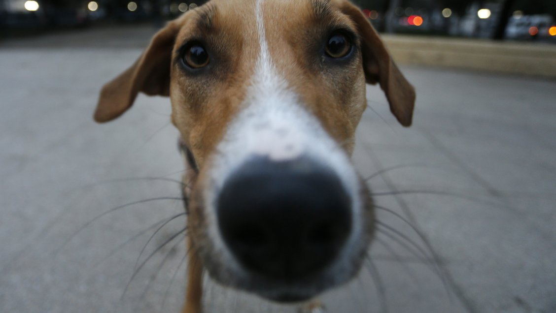 Perro agredió a un hombre que atacaba a su pareja en España