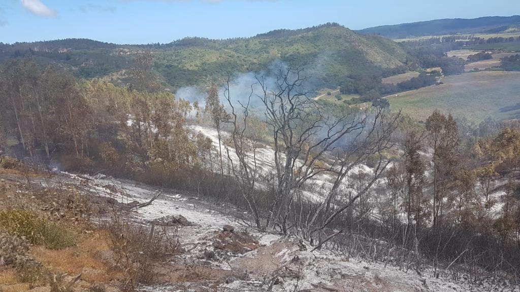 O'Higgins: Conaf trabaja en control de incendio forestal que afecta a Litueche