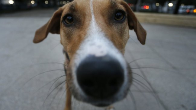 Perro agredió a un hombre que atacaba a su pareja en España