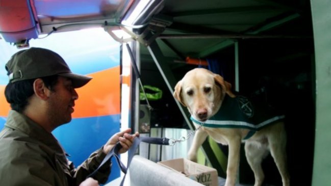 Arica: Perro del OS7 huyó de Carabineros