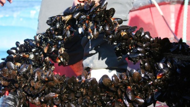 Puerto Montt: Lanzan boletín para normar la industria de los choritos