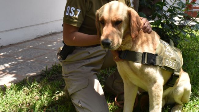 Final feliz: Can del OS-7 extraviado desde la Tenencia de Cuya volvió por medios propios a su hogar