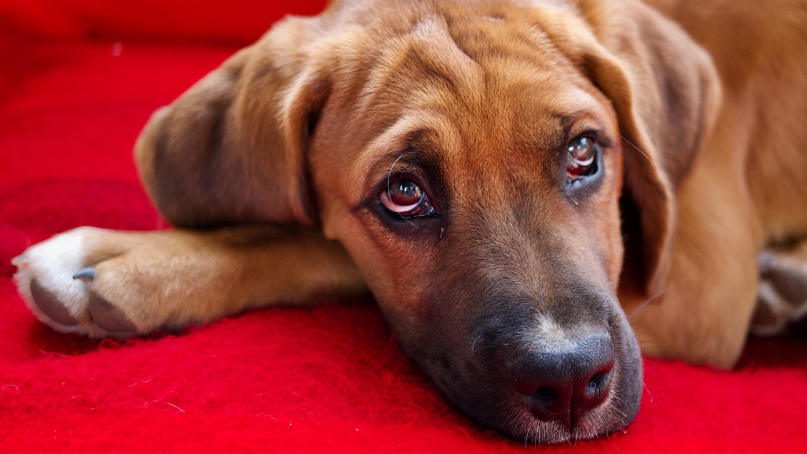 La carta de un veterinario contra los 