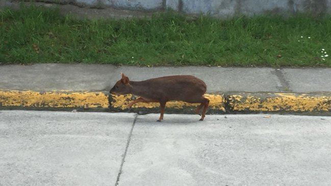 Pudú causó sorpresa entre vecinos de Puerto Montt