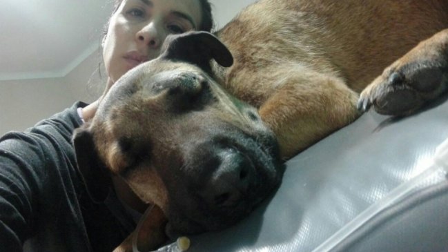 Perrito salvó a niños del ataque de una serpiente y casi lo paga con su vida