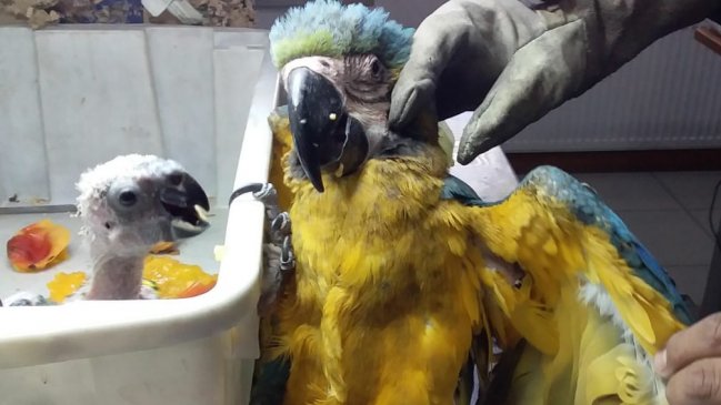 Guacamayos y loros parlanchines fueron incautados en complejo aduanero