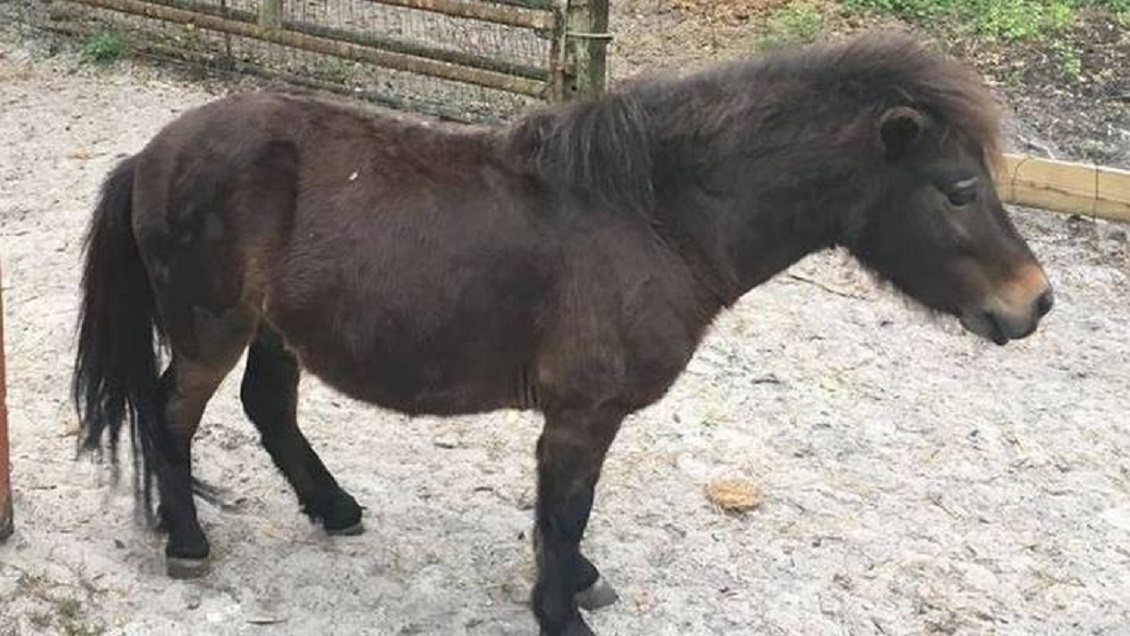 Hombre fue acusado de tener sexo varias veces con un poni