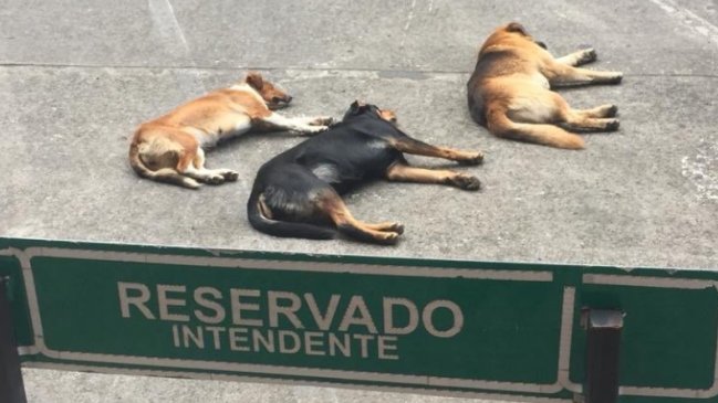 La foto que grafica la renuncia del intendente de la Araucanía y que se viralizó