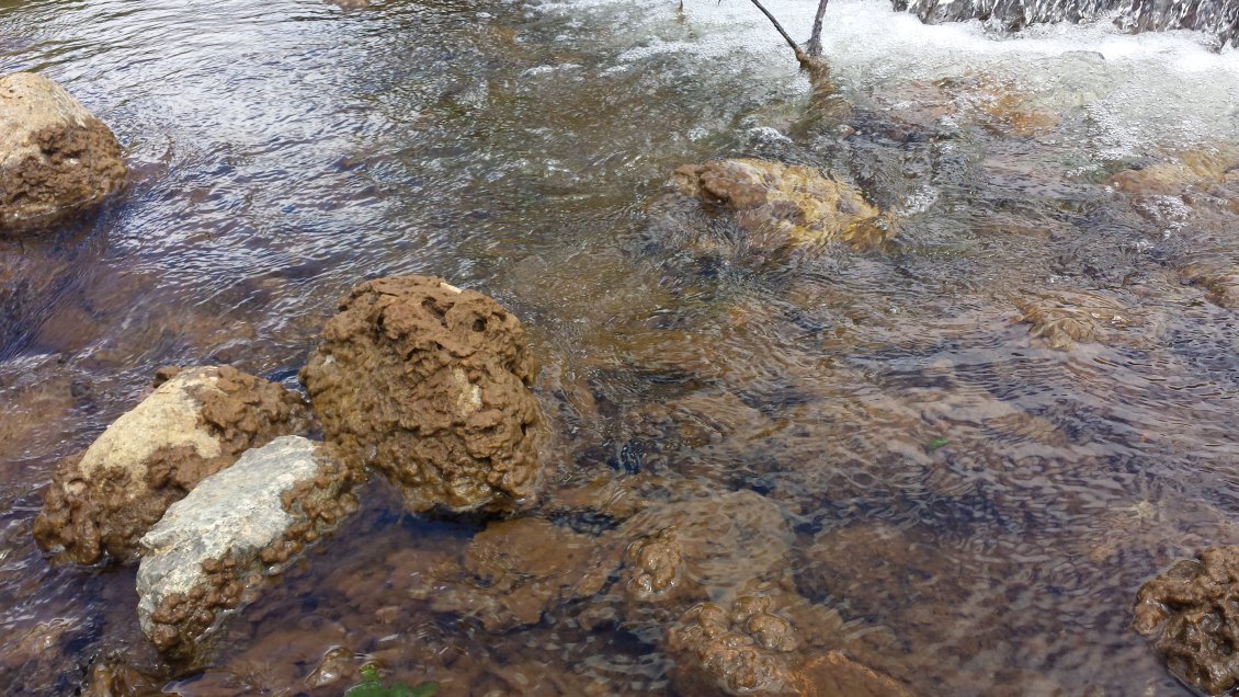 Detectan en Aysén dañina microalga propia del hemisferio norte