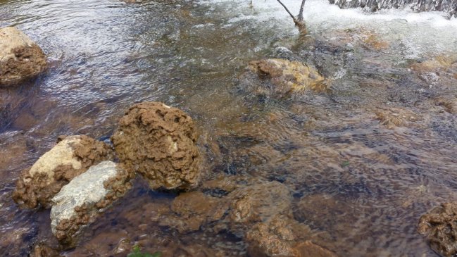 Detectan en Aysén dañina microalga propia del hemisferio norte