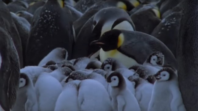 Equipo de BBC Earth detuvo grabación para salvar a pingüinos atrapados en una trampa mortal