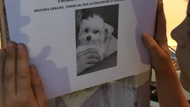 Tierna recompensa: Niño ofrece un pan de pascua al que encuentre a su perrita
