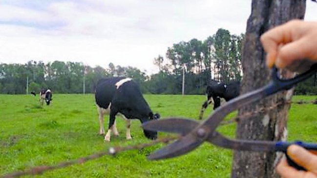 Cartagena: Encuentran faenadas en sitio eriazo a yeguas robadas a lechero local
