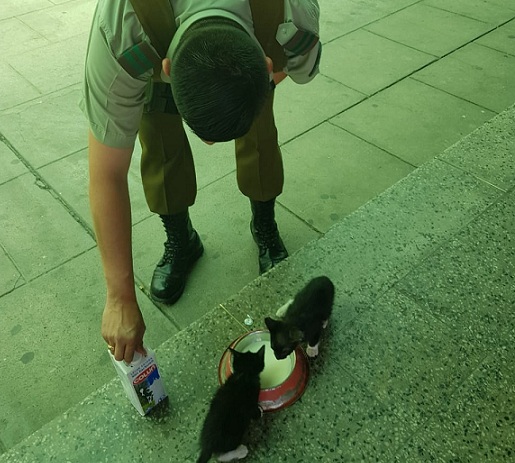 Carabinero de Quillota rescató crías de gato desde un contenedor de desechos