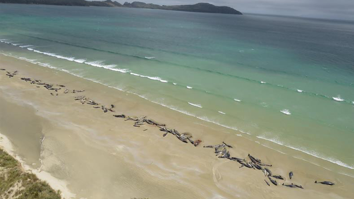 Más de 140 ballenas murieron en una playa de Nueva Zelanda