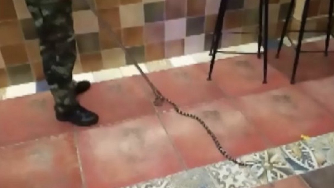 Presunto violador murió atacado por la serpiente que usó para amenazar a su víctima