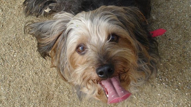 Realizan primer muestreo ambiental canino en Lolol