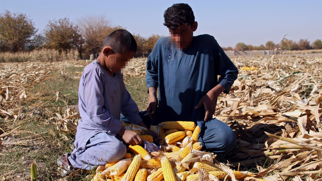 Peor sequía en décadas en Afganistán lleva a familias a entregar a sus hijos