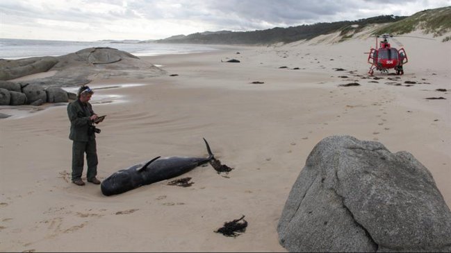 Una treintena de ballenas murieron tras varar en el sur de Australia