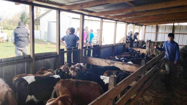 Osorno: Tribunal absolvió a acusado de matar a 1.500 terneros