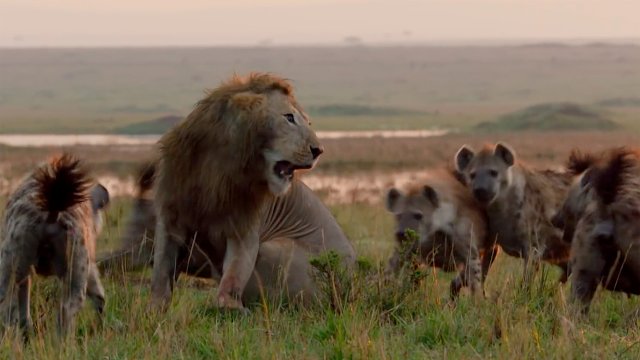 Video] León se salvó de morir atacado por 20 hienas gracias a un amigo -  