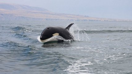   Imponente: La irrupción de una familia de orcas en la costa de Mejillones 