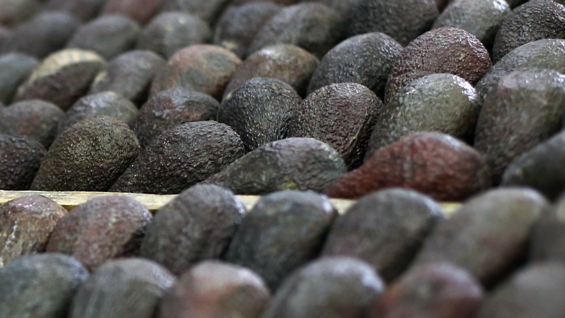 Fiscalía y SII buscan frenar el robo de paltas en Ovalle