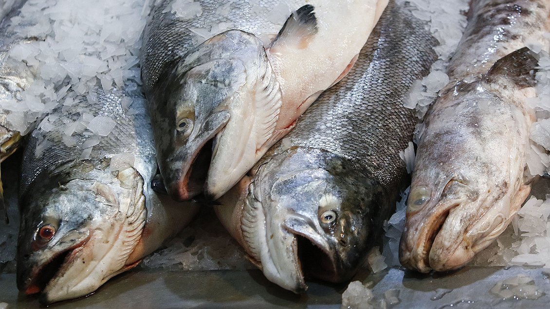 Comerciante regaló pescado e intoxicó a una decena de coquimbanos