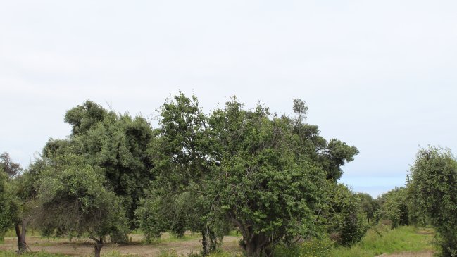 Mantienen alerta temprana por posibles incendios forestales en el Huasco