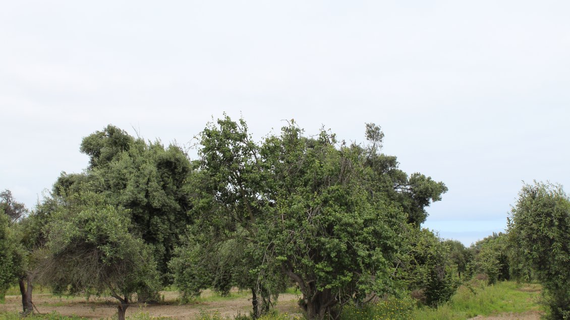 Mantienen alerta temprana por posibles incendios forestales en el Huasco