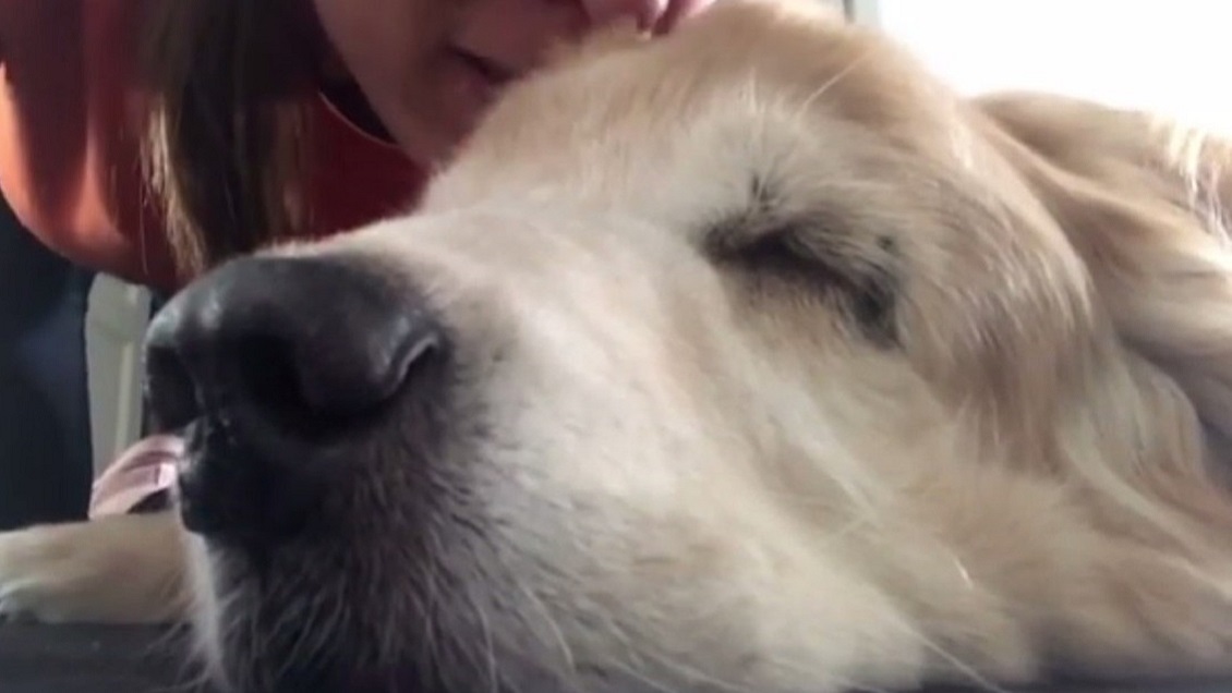 Triste despedida: Le cantó a su perro al oído hasta su muerte
