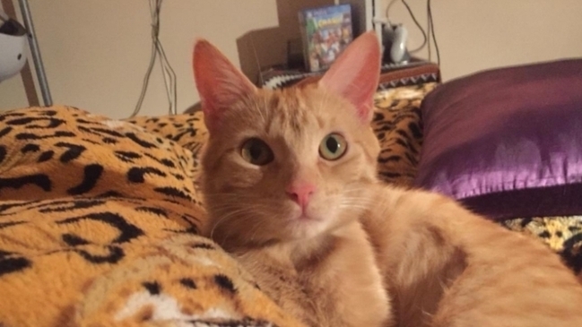 Apareció gatita pérdida en vuelo de Latam