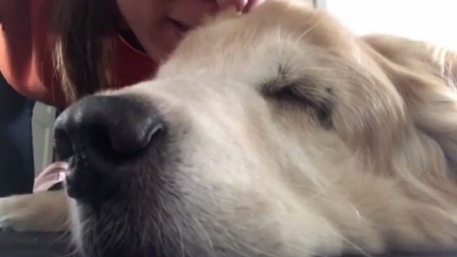 Triste despedida: Le cantó a su perro al oído hasta su muerte