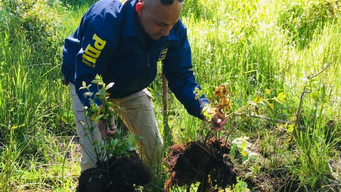 PDI recupera plantas de arándanos sustraídas desde empresa agrícola