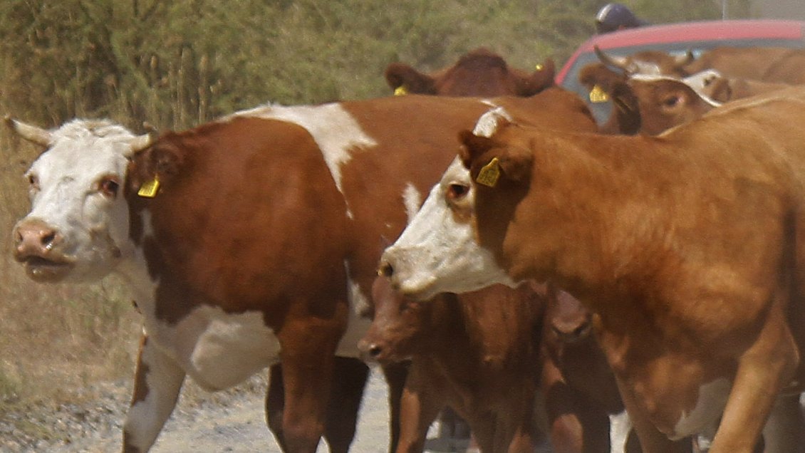 India: Sacrificio de una vaca desató protestas que dejaron dos muertos