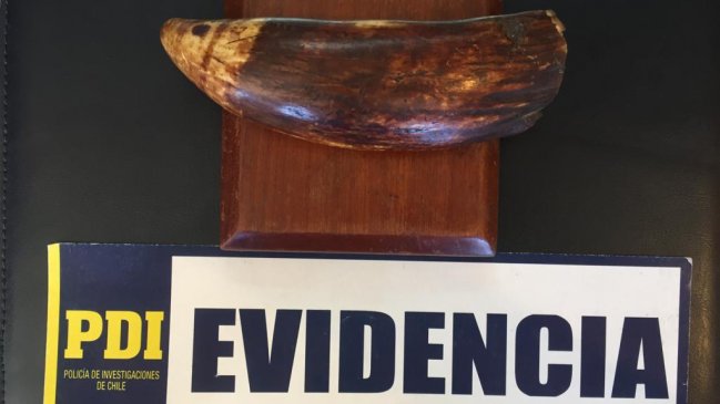 Recuperan diente de cachalote ofrecido a través de internet